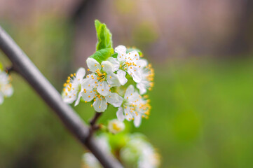 tree blossom