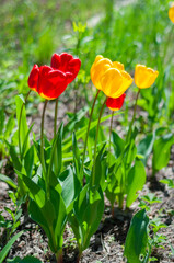 red and yellow tulips