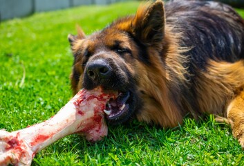 a German Shepherd Dog is eating a large bone in the grass