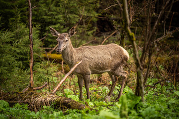 Naklejka na ściany i meble a beautiful deer stands among lush greenery