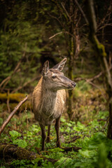 a beautiful deer looks around, standing among lush greenery