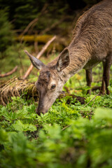 beautiful deer eats juicy greens, incredible wildlife