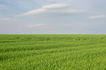 Obraz premium minimalistic landscape of green grass field with cloudy sky