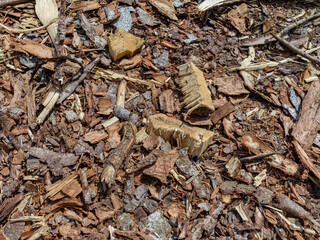 Texture of pieces and chips of wood 