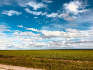 Fototapeta premium campo de trigo en una tarde de verano