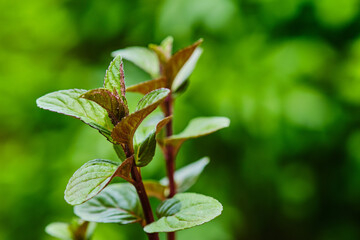 Green mint plant © Jan Mach