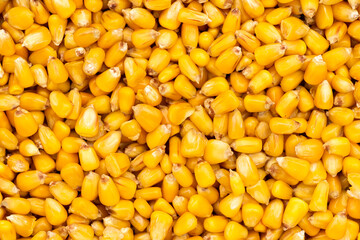 Mais Nahaufnahme mit abgekochten Maiskörner 