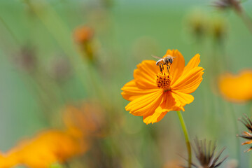 Beautiful bee in the yelow flowers a sunny day.