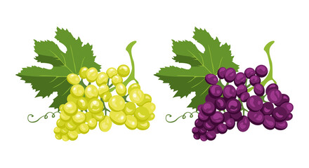 Bunch of green and purple grapes Isolated on white background. Vector illustration of ripe berries in cartoon flat style.