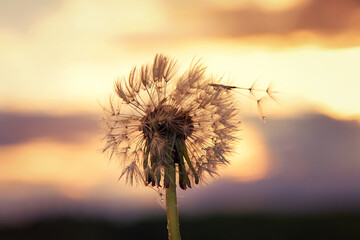 Pusteblume im Sonnenuntergang