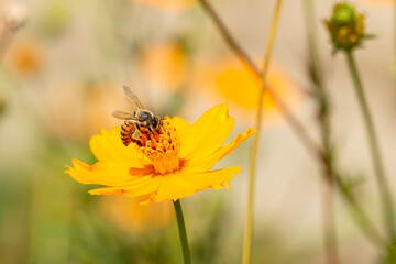 Beautiful bee in the yelow flowers a sunny day.