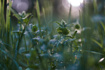 grass, greenery, plants, green plants, forest, summer