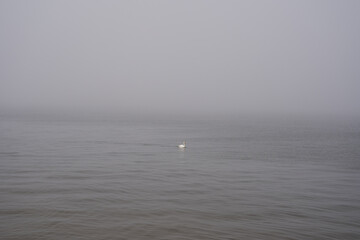 there is a fog in the lake and a white swan is flying in the distance