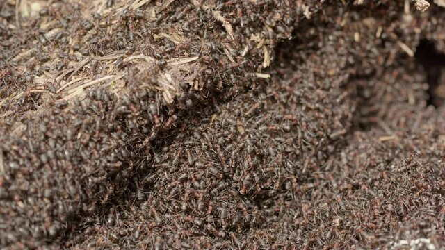 Red wood ant colony, Formica rufa, in a forest in Sweden, close up