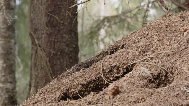 Red wood ant nest, Formica rufa, in a forest, Sweden, medium shot zoom in