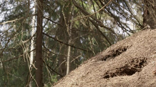 Red wood ant nest, Formica rufa, in a forest, Sweden, medium shot zoom out