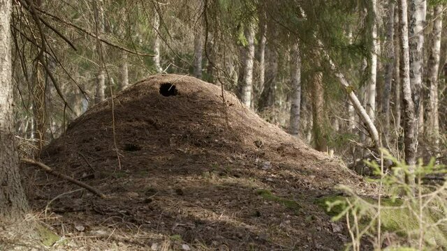 Red wood ant colony, Formica rufa, in a forest, Sweden, scenic shot zoom in