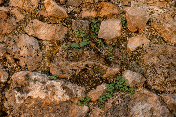 view of the old stone surface on which moss and other green plants grow