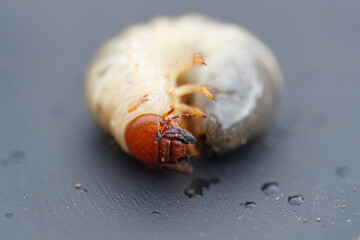 beetle on the ground, the isolated cockchafer Larva (grub) 
