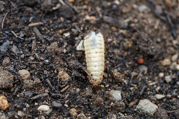 caterpillar cetonia aurata on the ground