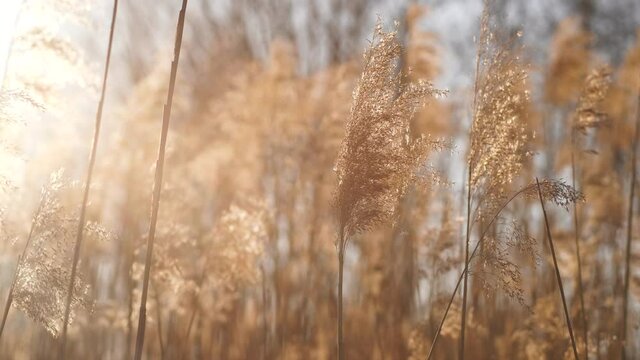 Beautiful spring tall grass flower swaying by blowing wind outdoors. Silver or gold reed grass growing on shores of river, pond or lake. Abstract natural 4k video background