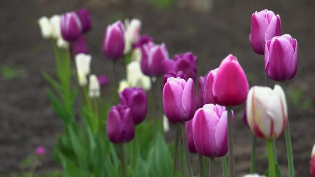 Close up of purple tulips growing in spring garden. Purple flag and Argos variety. Flowers blooming on flowerbed in may after rain