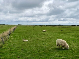 sheep on a meadow