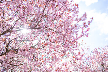 Closeup of pink cherry blossom tree branches with flower petals in spring in Prague and blue sky, czech republic