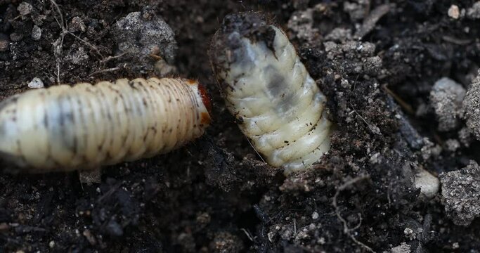 Cetonia aurata larva, worms of  the rose chafer