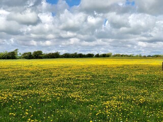 Obraz premium field of dandelions