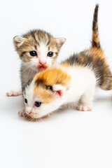 Young, cute, colorful kittens are learning to walk and climb Pai play against each other on a white background.