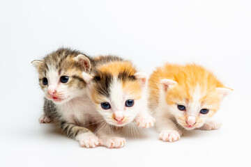Young, cute, colorful kittens are learning to walk and climb Pai play against each other on a white background.