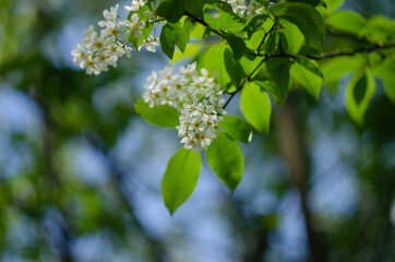 bird cherry tree in spring against blue sky