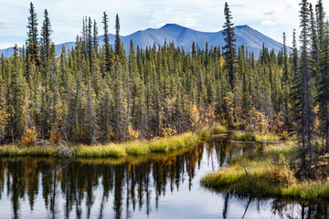 Pristine Bog in Northern Yukon, Canada