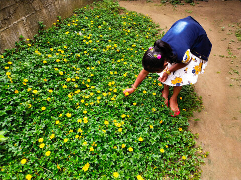 child playing with flowers, Sphagneticola trilobata, A Child is Taking Flowers From The Garden. 