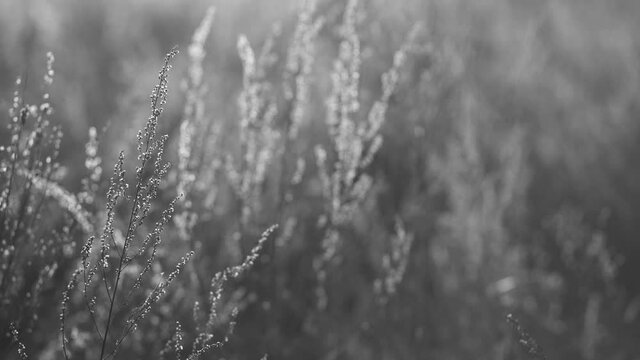 Beautiful scenic black and white 4k video footage of sunset landscape of countryside. Blurry sunny wild field grass and different plants moving in blowing wind, magic sun set backlight in background