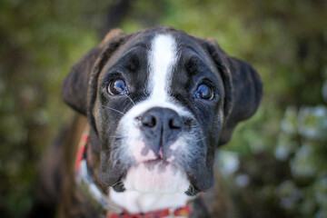 Beautiful dark brindle boxer puppy with white flowers