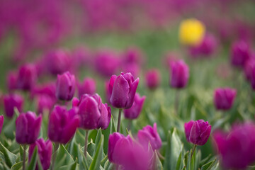 Blooming yellow tulip standing out in a pink purple field of tulips in Zeewolde the Netherlands