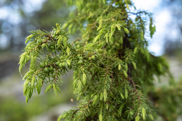 Evergreen juniper bush, against a blurred background, on a summer day. 
