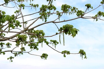 The walnut tree has bloomed Flowers - the earrings are beautiful