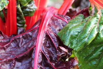 Rainbow chard leaves in the vegetable garden