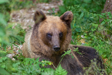 Obraz premium Adorable young brown bear in Bucegi Mountains, Sinaia area, Prahova County, Romania