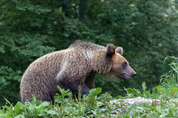 Obraz premium Adorable young brown bear in Bucegi Mountains, Sinaia area, Prahova County, Romania