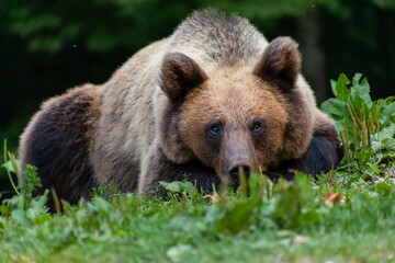 Adorable young brown bear in Bucegi Mountains, Sinaia area, Prahova County, Romania