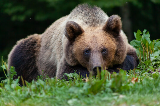 Adorable young brown bear in Bucegi Mountains, Sinaia area, Prahova County, Romania