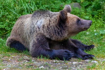 Obraz premium Adorable young brown bear in Bucegi Mountains, Sinaia area, Prahova County, Romania