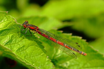 Close-up of red damselfly (Pyrrhosoma nymphula) resting on a green leaf, vivid colors, macro shot in natural light © Maciej Bonk