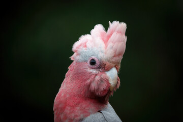Juvenile Galah portrait © David