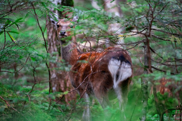 森の中の鹿