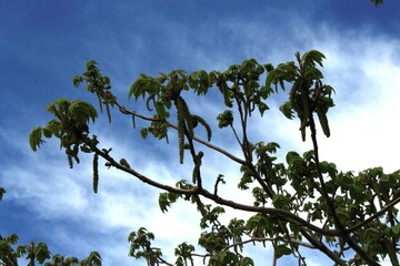 The walnut tree has bloomed Flowers - the earrings are beautiful